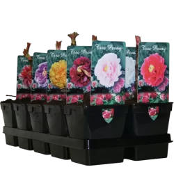 Bijūnų Shimadaijn sodinukai su pristatymu į namus