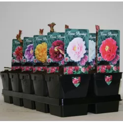 Bijūnų Shimadaijn sodinukai su pristatymu į namus