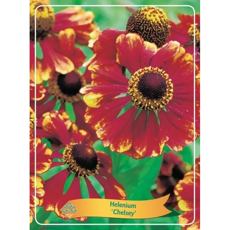 Saulainė - Helenium Chelsey P11 raudona pristatymas 2023 m. pavasarį