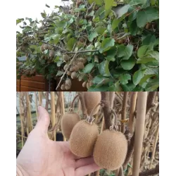 E-medelynas internete: vaismedžiai ir vaiskrūmiai