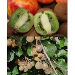 E-medelynas internete: vaismedžiai ir vaiskrūmiai