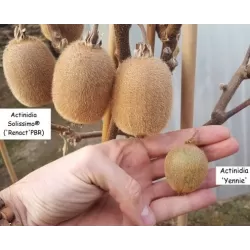 E-medelynas internete: vaismedžiai ir vaiskrūmiai