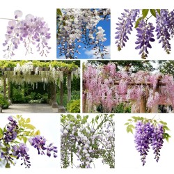 Wisteria mix