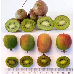 Saldžiųjų žiemojančių aktinidijų rinkinys gausiam ir greitam derliui VISAI ŠEIMAI