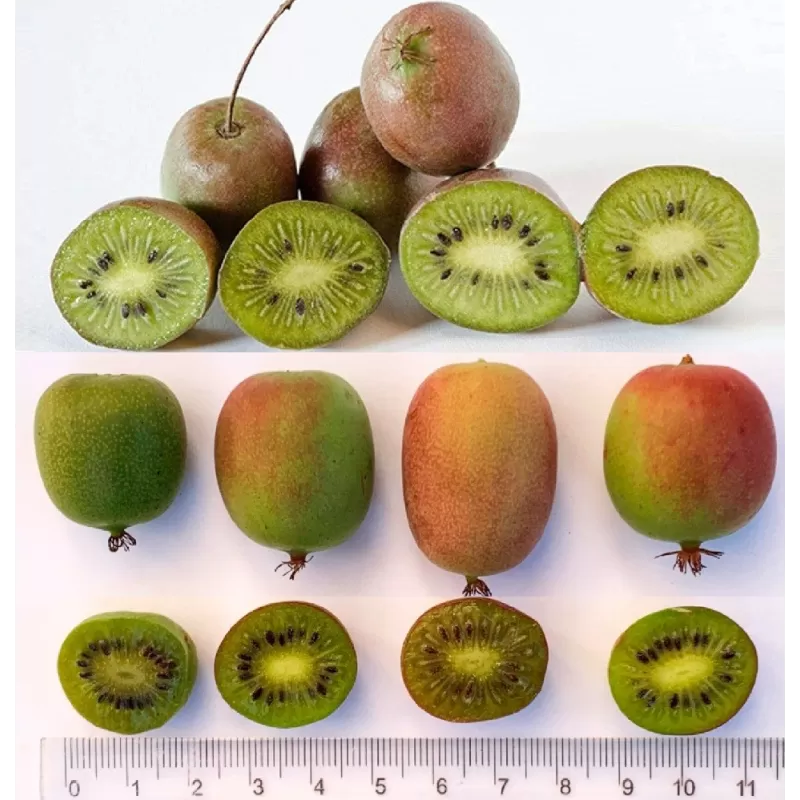 Actinidia arguta collection