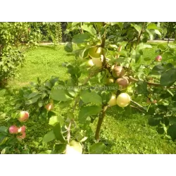 Obelų sodinukai internetu su pristatymu į namus