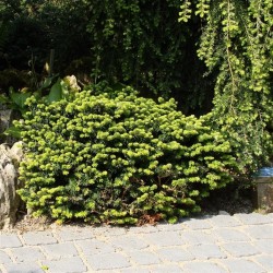 Balzaminis kėnis NANA