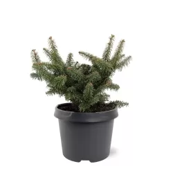 Balzaminis kėnis NANA