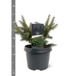 Balzaminis kėnis NANA