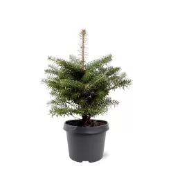Korėjinis kėnis - Abies koreana