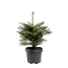 Korėjinis kėnis - Abies koreana
