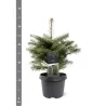 Korėjinis kėnis - Abies koreana