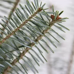 Korėjinis kėnis - Abies koreana