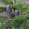 Korėjinis kėnis - Abies koreana