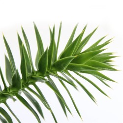 Čilinė araukarija - Araucaria araucana