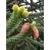Čilinė araukarija - Araucaria araucana