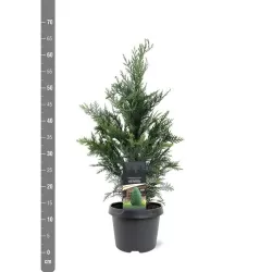 Lausono puskiparisis - Chamaecyparis lawsoniana COLUMNARIS