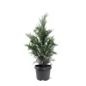 Lausono puskiparisis - Chamaecyparis lawsoniana COLUMNARIS