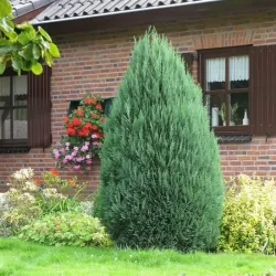 Buy Lawson cypresses online with home delivery