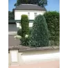 Lausono puskiparisis - Chamaecyparis lawsoniana COLUMNARIS
