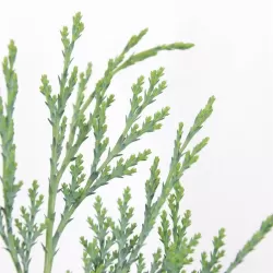 Lausono puskiparisis - Chamaecyparis lawsoniana COLUMNARIS