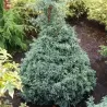 Žirniavaisis puskiparisis - Chamaecyparis pisifera BABY BLUE