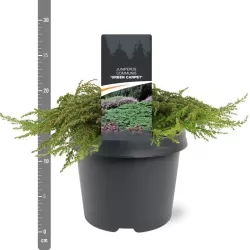 Paprastasis kadagys - Juniperus communis GREEN CARPET