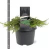 Paprastasis kadagys 'Hibernica' - Juniperus communis 'Hibernica'