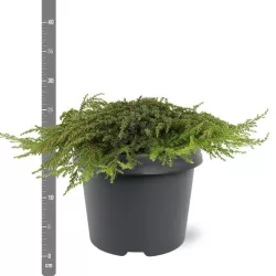 Paprastasis kadagys 'Hibernica' - Juniperus communis 'Hibernica'