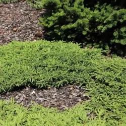 Paprastasis kadagys 'Hibernica' - Juniperus communis 'Hibernica'