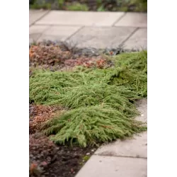 Paprastasis kadagys - Juniperus communis GREEN CARPET