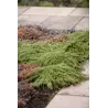 Paprastasis kadagys - Juniperus communis GREEN CARPET