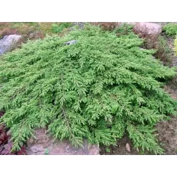 Paprastasis kadagys 'Hibernica' - Juniperus communis 'Hibernica'