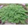 Paprastasis kadagys - Juniperus communis GREEN CARPET