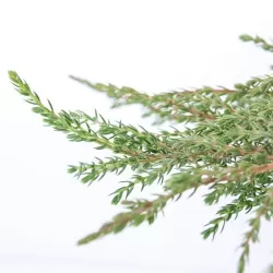 Paprastasis kadagys - Juniperus communis GREEN CARPET