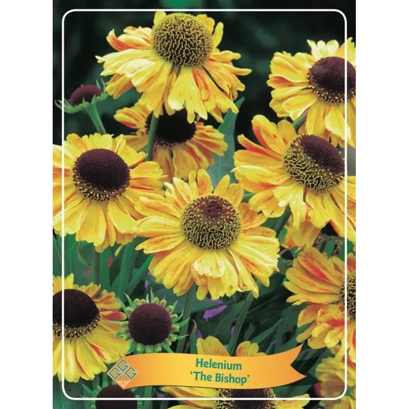 Saulainė - Helenium The Bishop P11 geltona pristatymas 2023 m. pavasarį