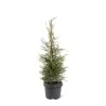 Paprastasis kadagys - Juniperus communis SUECICA