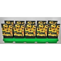 Saulainė - Helenium The Bishop P11 geltona pristatymas 2023 m. pavasarį