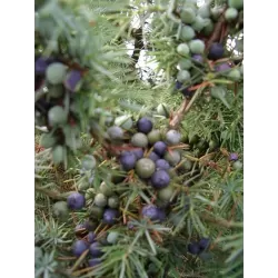 Paprastasis kadagys 'Hibernica'  - Juniperus communis 'Hibernica'
