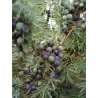 Paprastasis kadagys - Juniperus communis SUECICA