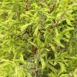 Paprastasis kadagys - Juniperus communis SUECICA