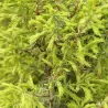 Paprastasis kadagys - Juniperus communis SUECICA