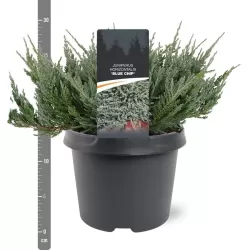 Gulščiasis kadagys - Juniperus horizontalis BLUE CHIP