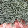 Žvynuotasis kadagys 'Blue Carpet' - Juniperus squamata