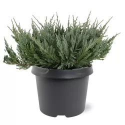 Gulščiasis kadagys - Juniperus horizontalis BLUE CHIP