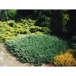 Gulščiasis kadagys - Juniperus horizontalis BLUE CHIP