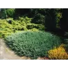 Gulščiasis kadagys - Juniperus horizontalis BLUE CHIP
