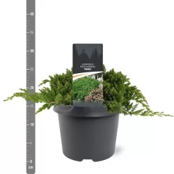 Žvynuotasis kadagys 'Blue Carpet' - Juniperus squamata