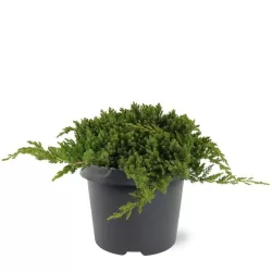 Žvynuotasis kadagys 'Blue Carpet' - Juniperus squamata