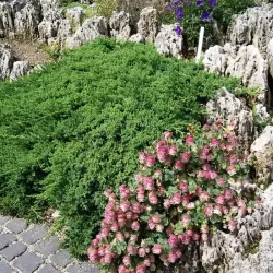 Gulsčiasis kadagys - Juniperus procumbens NANA